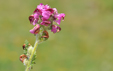 Pedicularis cenisia