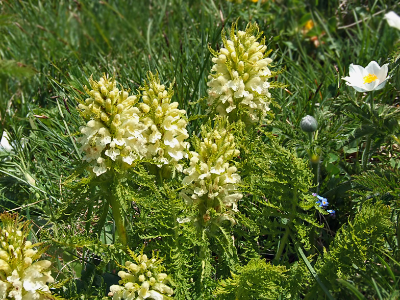 Pedicularis foliosa