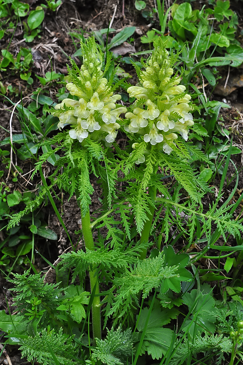 Pedicularis foliosa