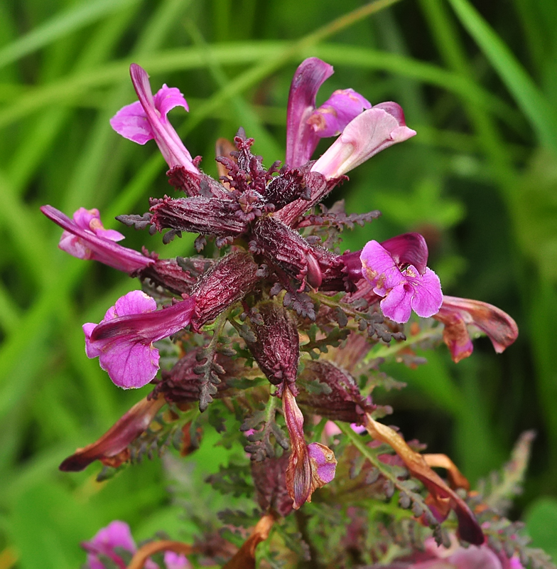 Pedicularis palustris