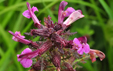 Pedicularis palustris