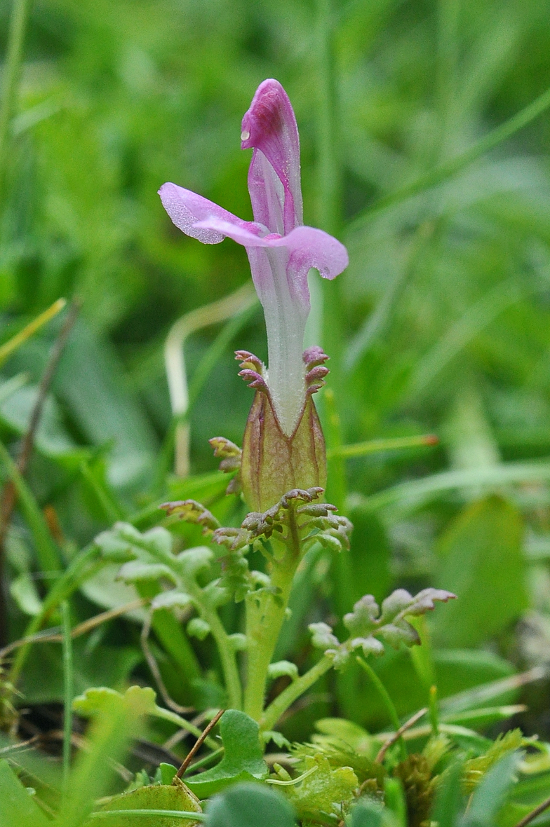 Pedicularis sylvatica