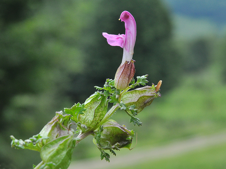 Pedicularis sylvatica