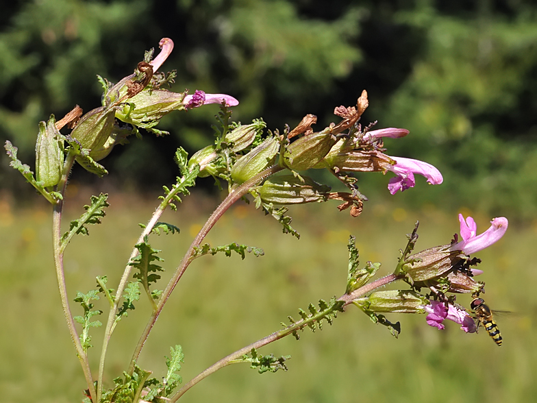 Pedicularis sylvatica