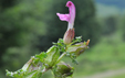 Pedicularis sylvatica