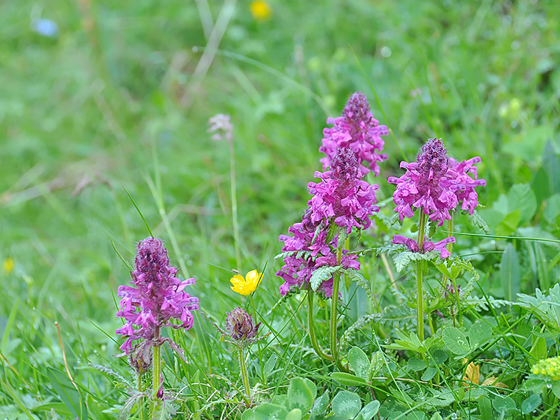 Pedicularis verticillata