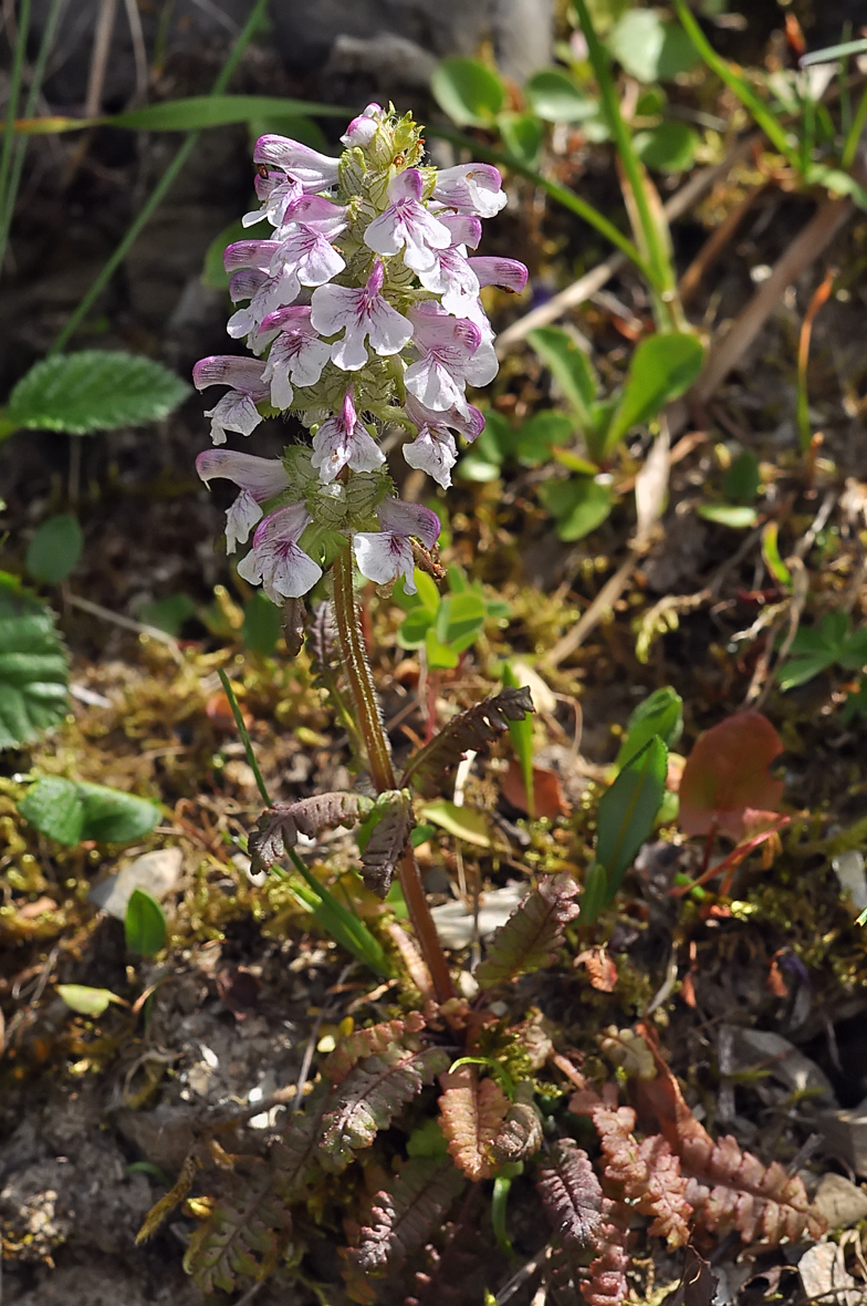 Pedicularis verticillata