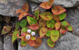 Persicaria capitata