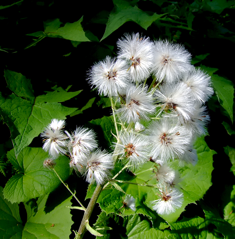 Petasites albus