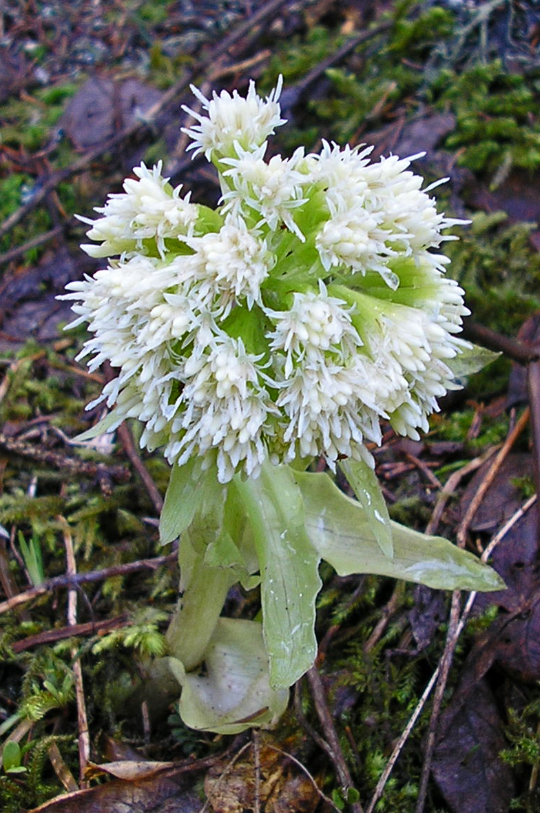 Petasites albus