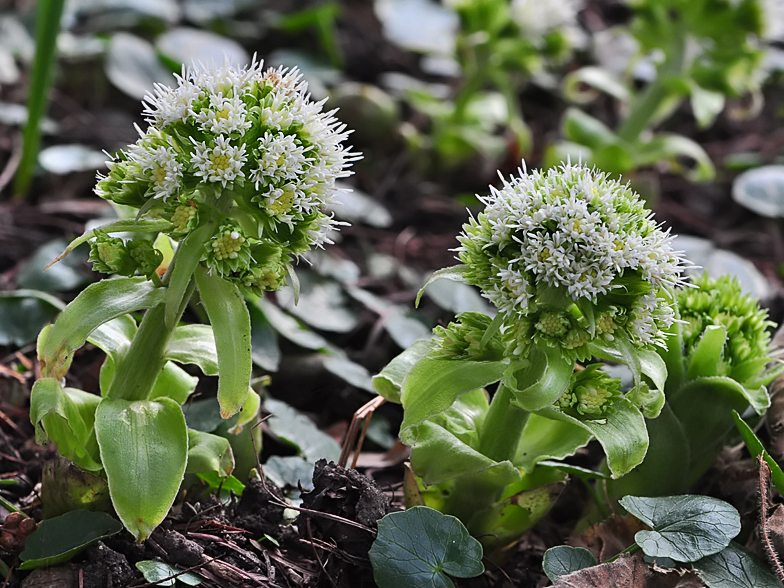 Petasites albus