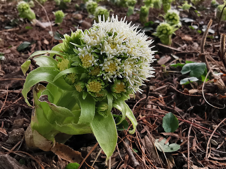 Petasites albus