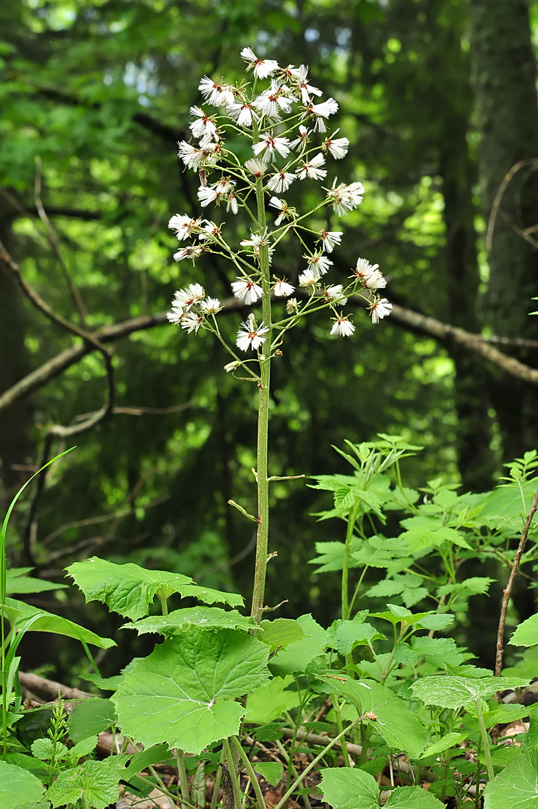 Petasites albus