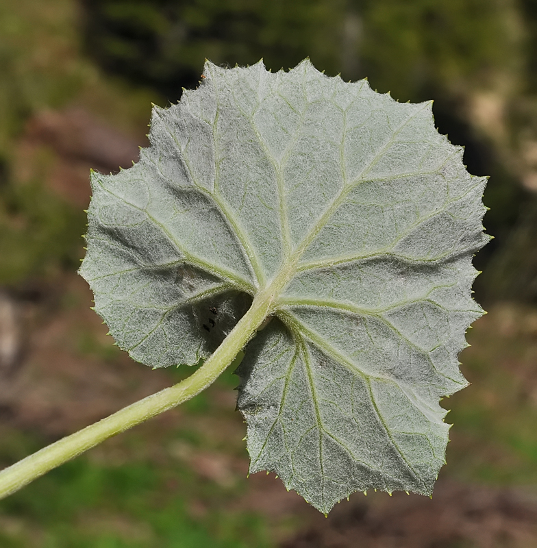 Petasites albus