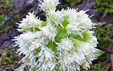 Petasites albus