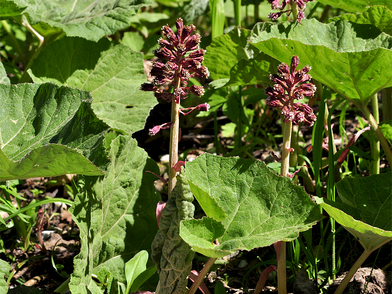 Petasites hybridus