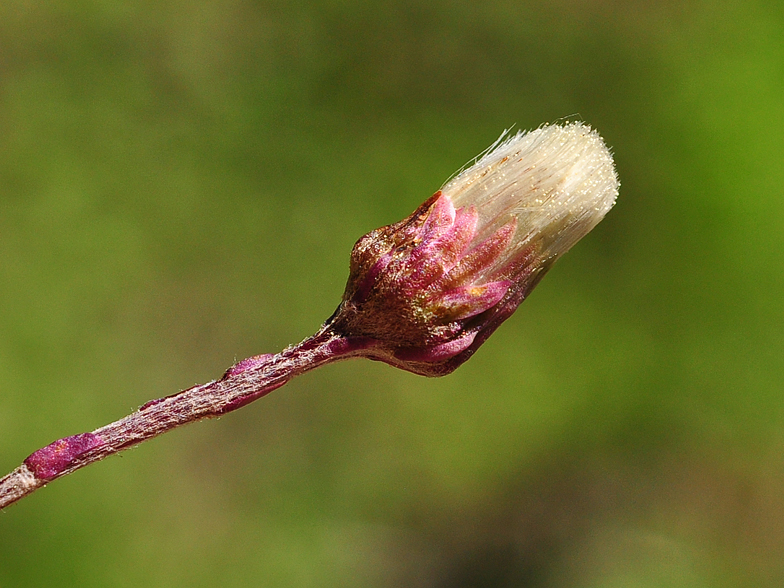 Petasites hybridus