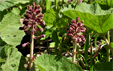 Petasites hybridus