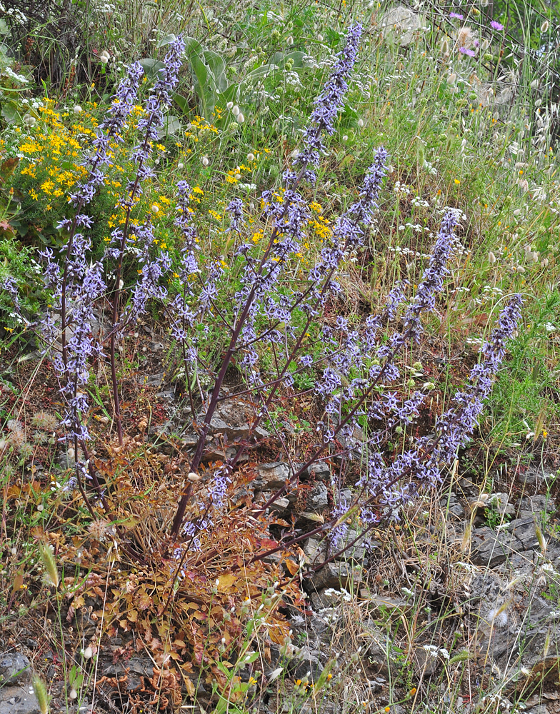 Petromarula pinnata