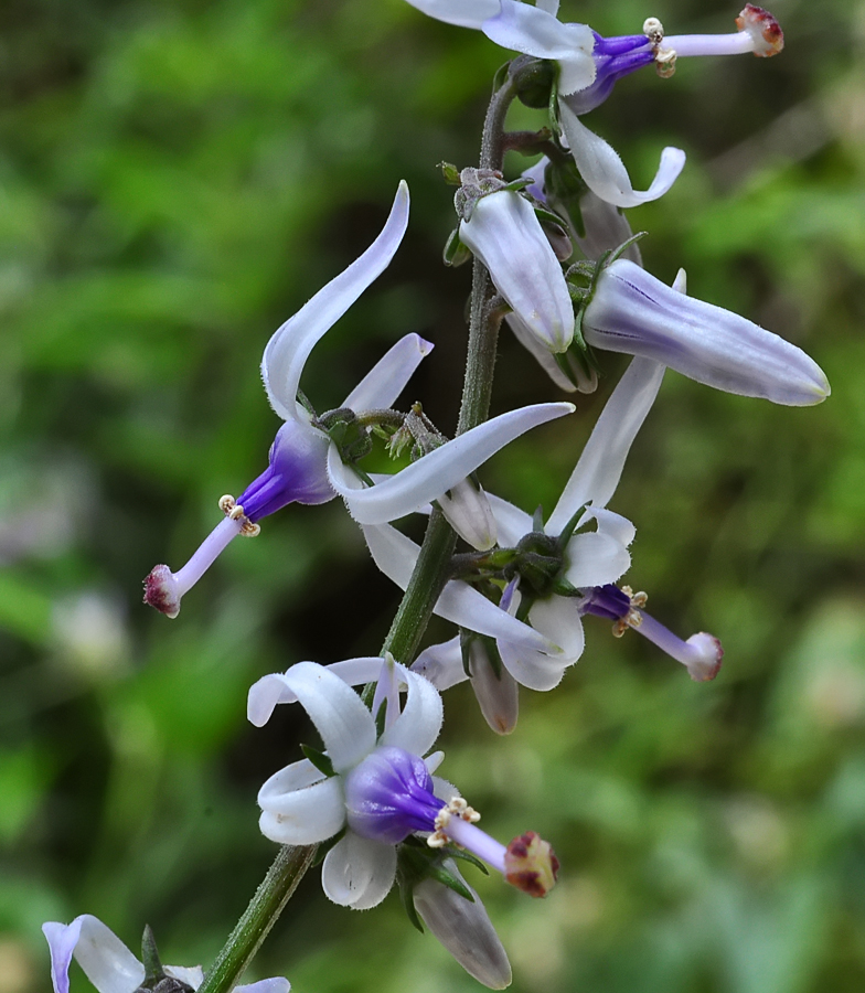 Petromarula pinnata