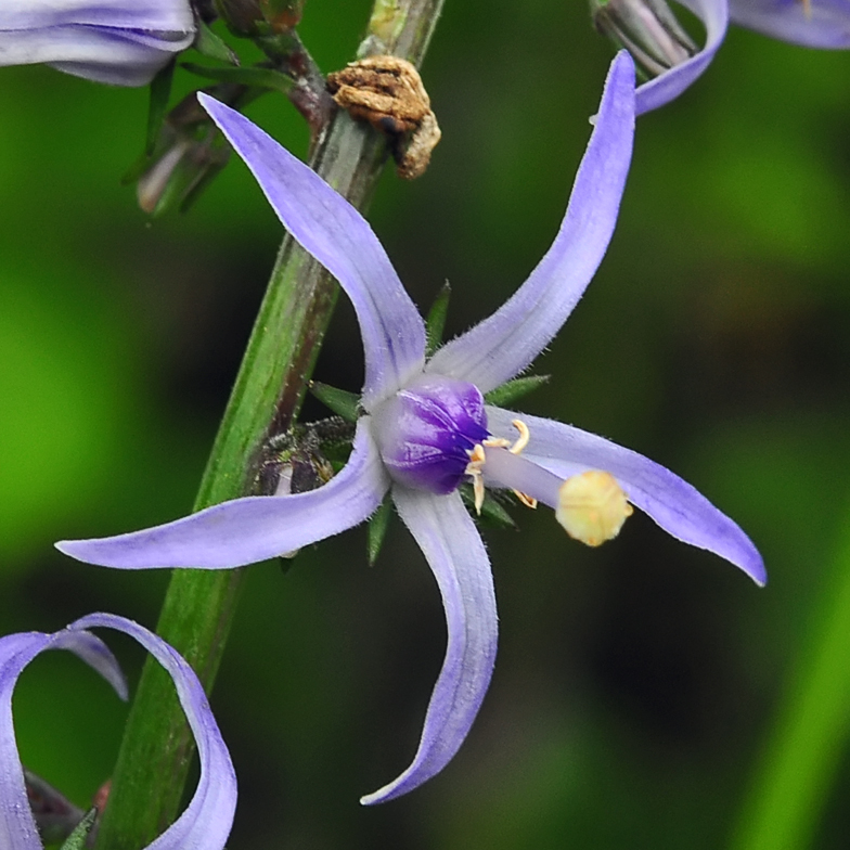 Petromarula pinnata