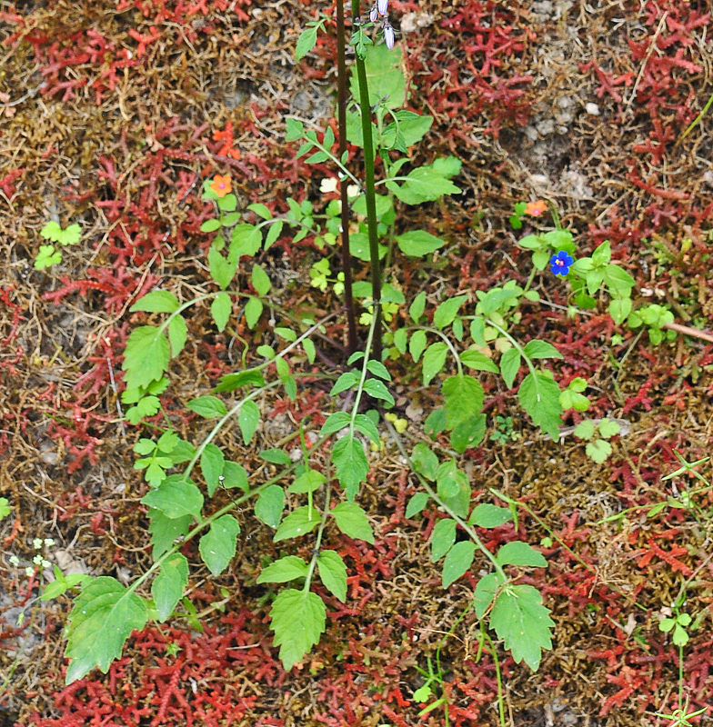 Petromarula pinnata