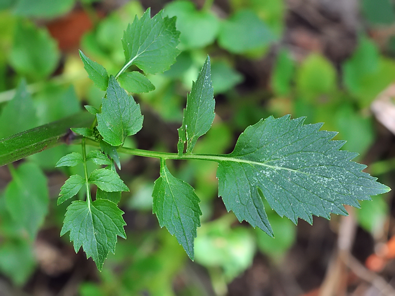 Petromarula pinnata