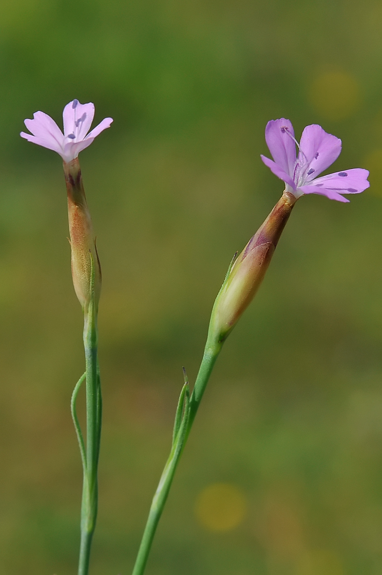 Petrorhagia prolifera