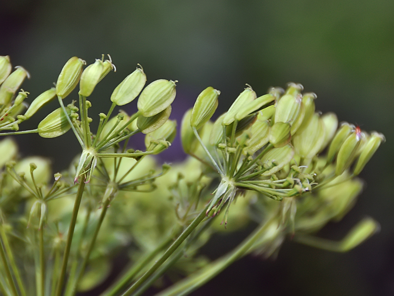 Petroselinum austriacum