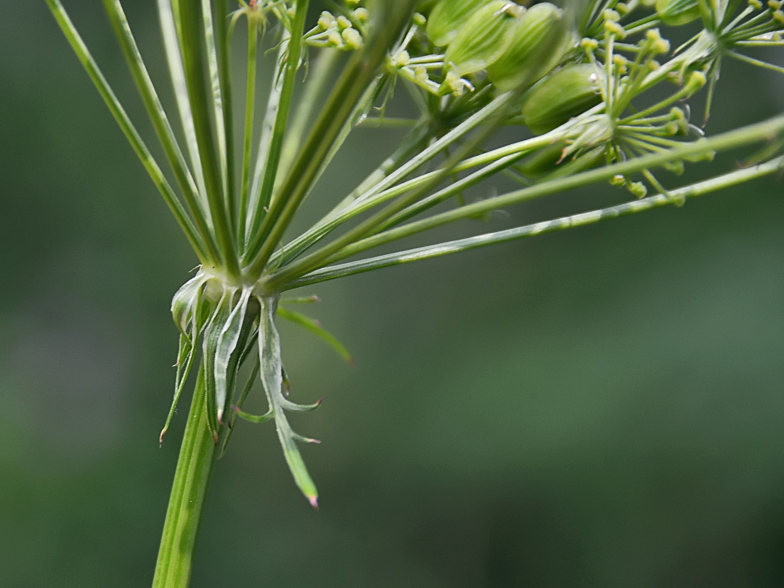 Peucedanum austriacum