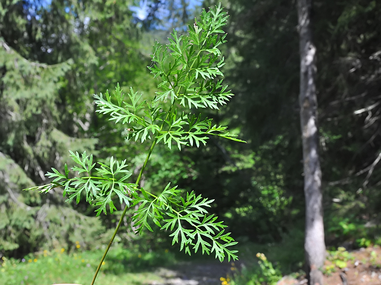 Peucedanum austriacum