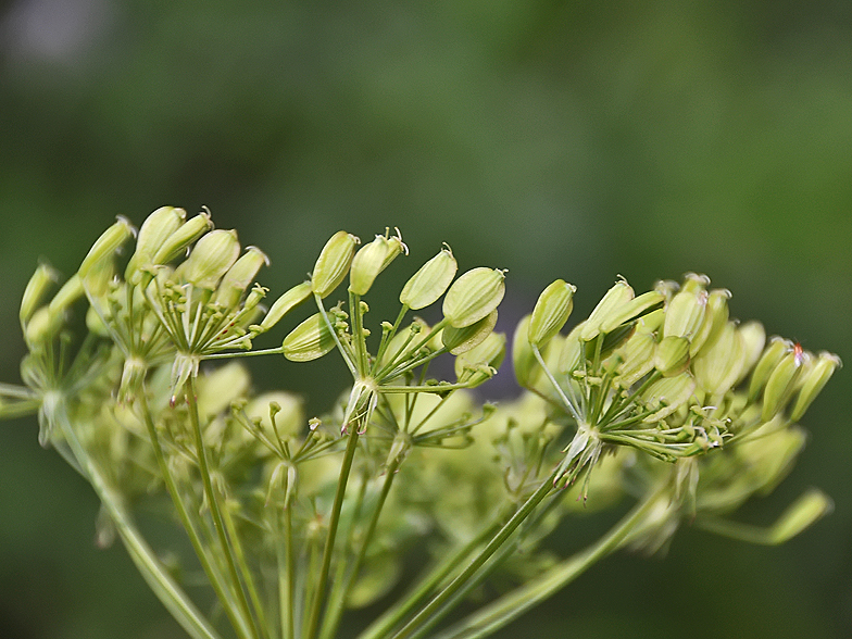 Peucedanum austriacum