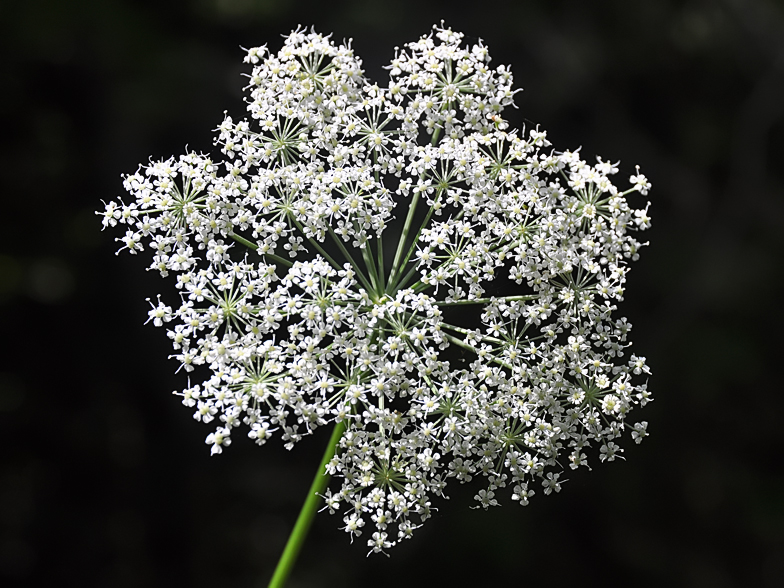 Peucedanum austriacum