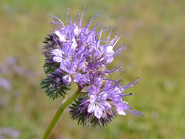 Phacelia tanacetifolia