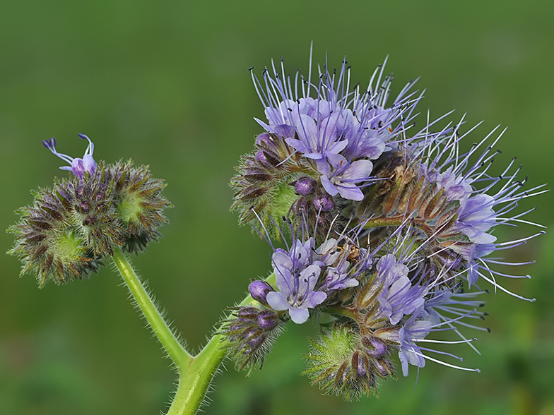 Phacelia tanacetifolia