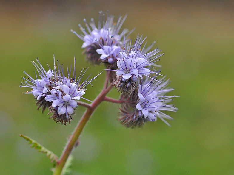 Phacelia tanacetifolia