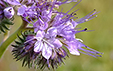 Phacelia tanacetifolia