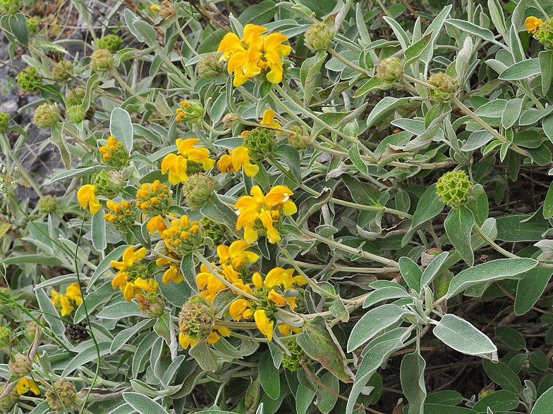 Phlomis fruticosa