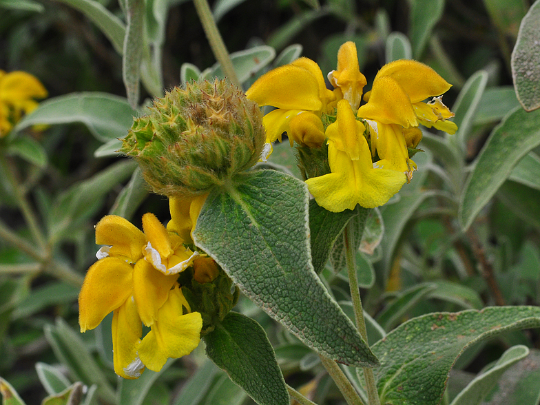 Phlomis fruticosa