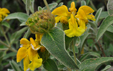 Phlomis fruticosa