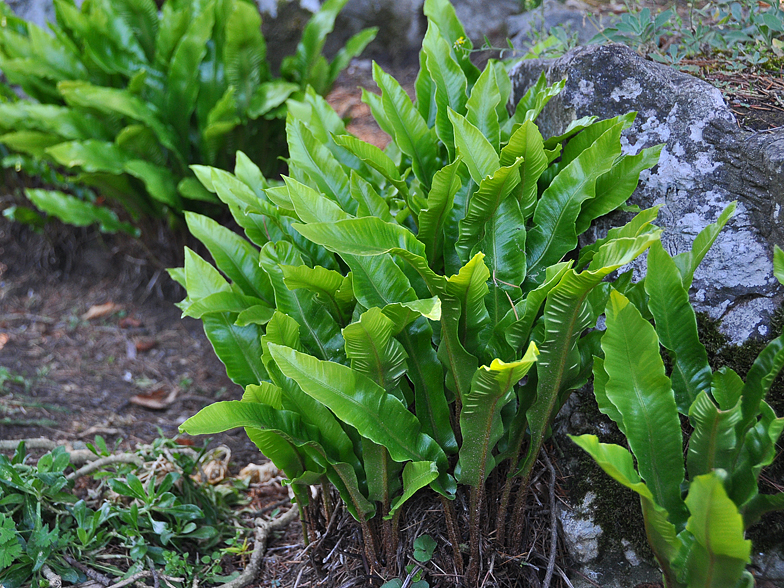 Phyllitis scolopendrium