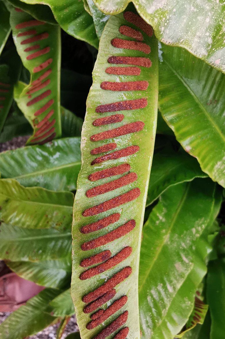 Phyllitis scolopendrium