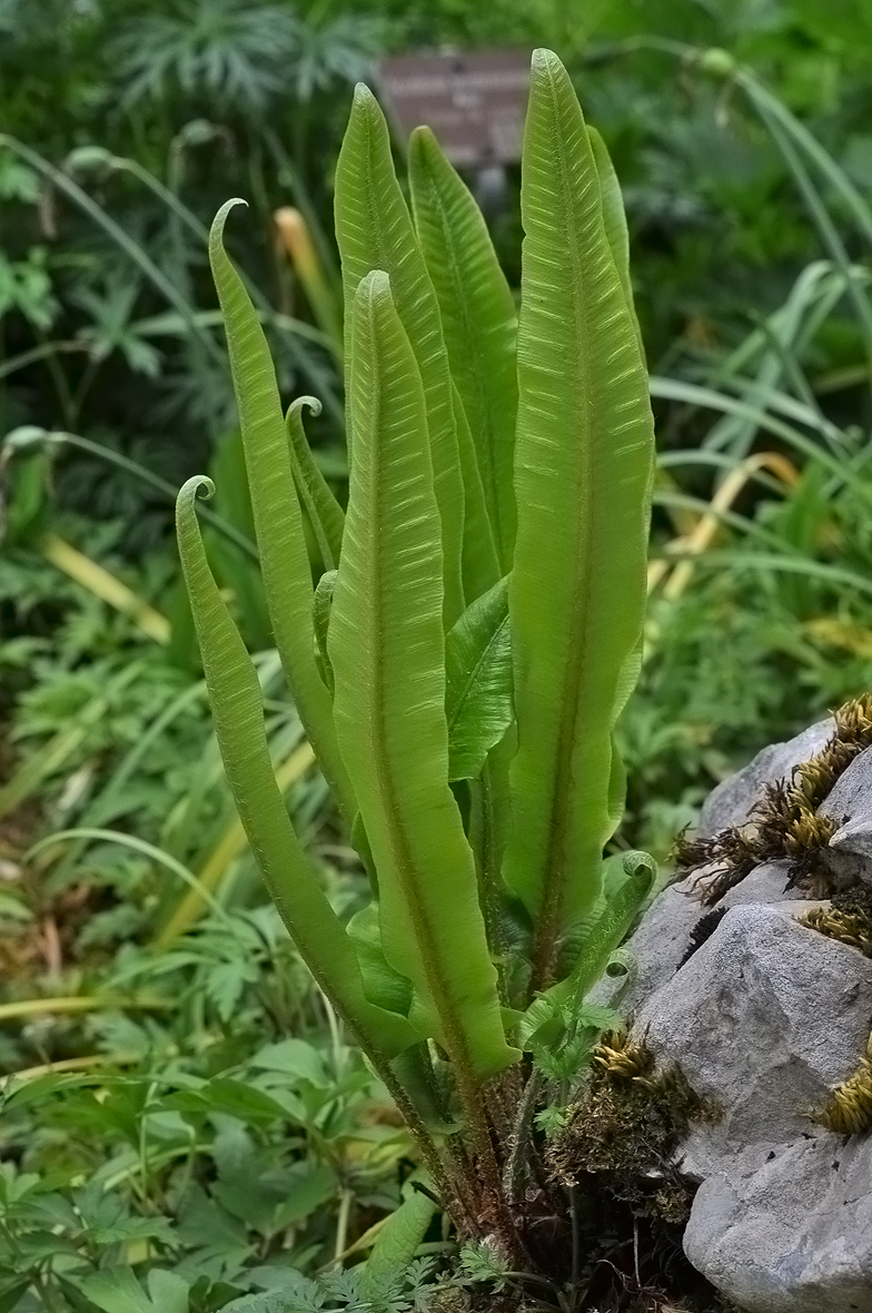 Phyllitis scolopendrium