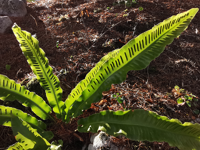 Phyllitis scolopendrium