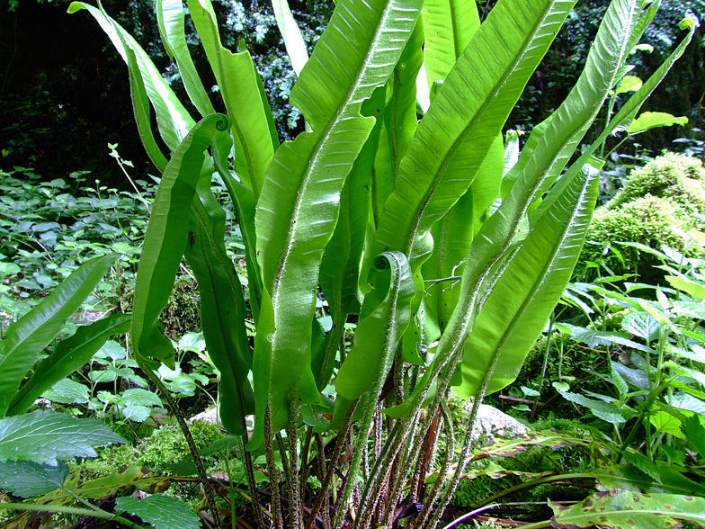 Phyllitis scolopendrium