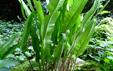 Phyllitis scolopendrium