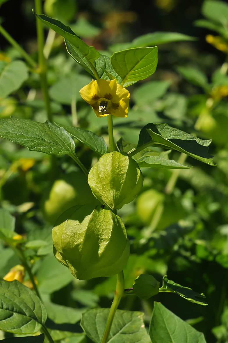 Physalis philadelphica