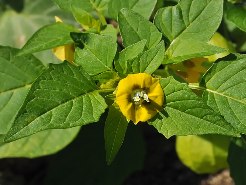 Physalis philadelphica