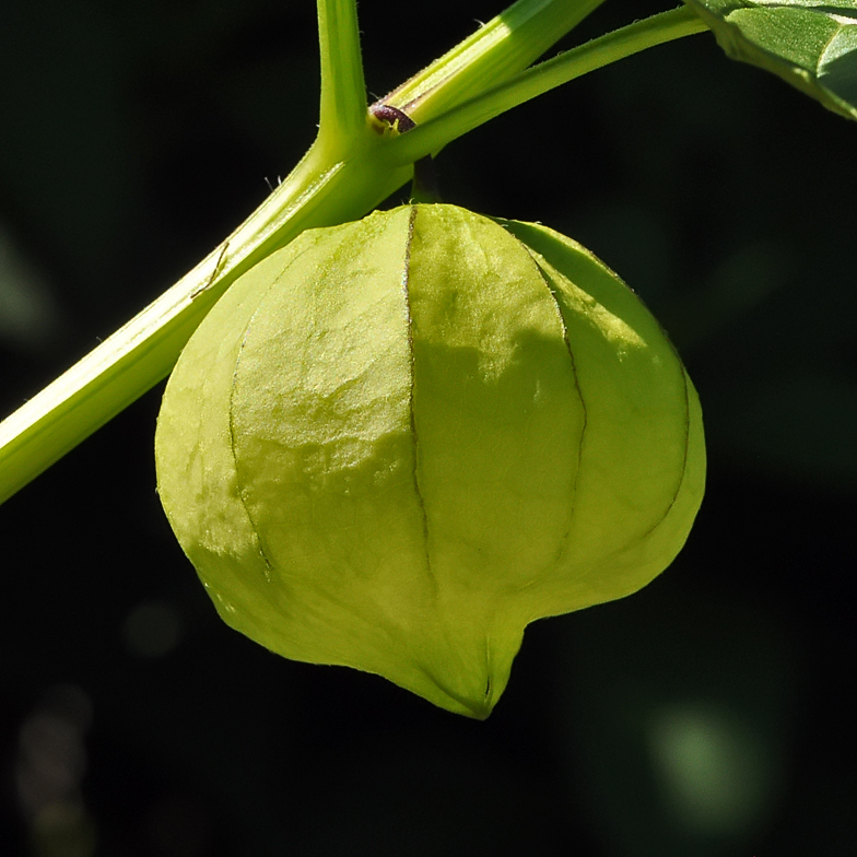 Physalis philadelphica