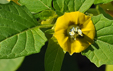 Physalis philadelphica